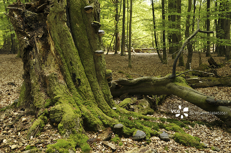火绒真菌(Fomes fomentarius)在德国黑森州莱因哈德森林的死木山毛榉(Fagus)上图片素材