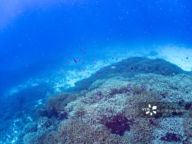 紫罗兰女王鱼，俗称紫罗兰海韵（Pseudanthias pascalus），在珊瑚森林及周边区域。地点：日本冲绳县座间味岛庆良间群岛。图片素材