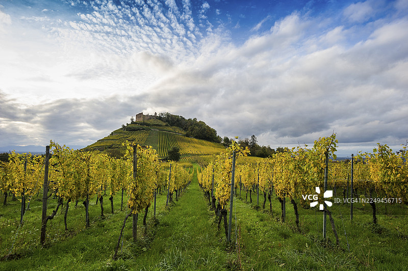 秋季的丘陵景观和城堡，葡萄园，斯陶芬，马克格拉夫地区，黑森林，巴登-符腾堡州，德国图片素材