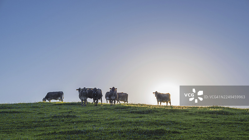 德国巴伐利亚州阿尔高地区福森附近的牧场上的阿尔高褐牛（家畜牛，学名：Bos primigenius taurus）图片素材