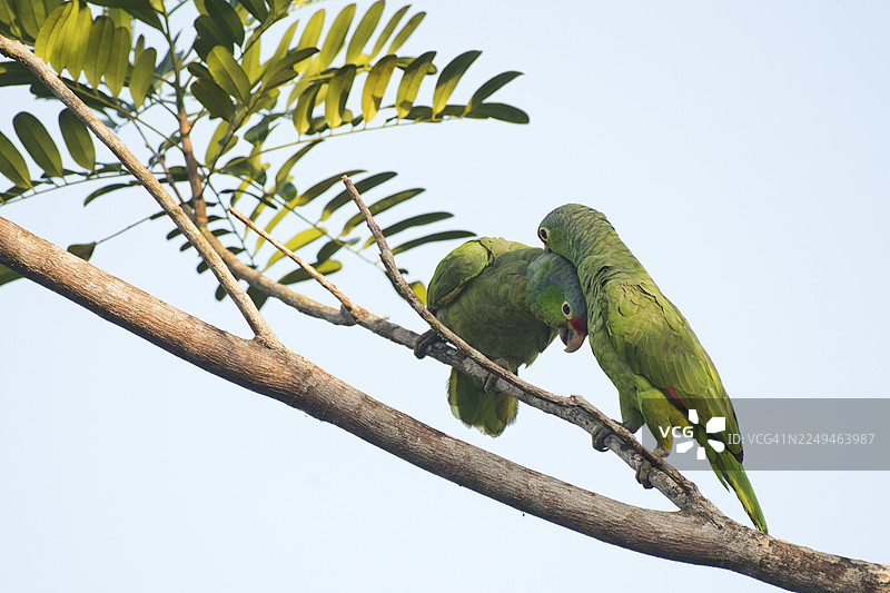红额亚马逊鹦鹉（Amazona autumnalis），哥斯达黎加图片素材
