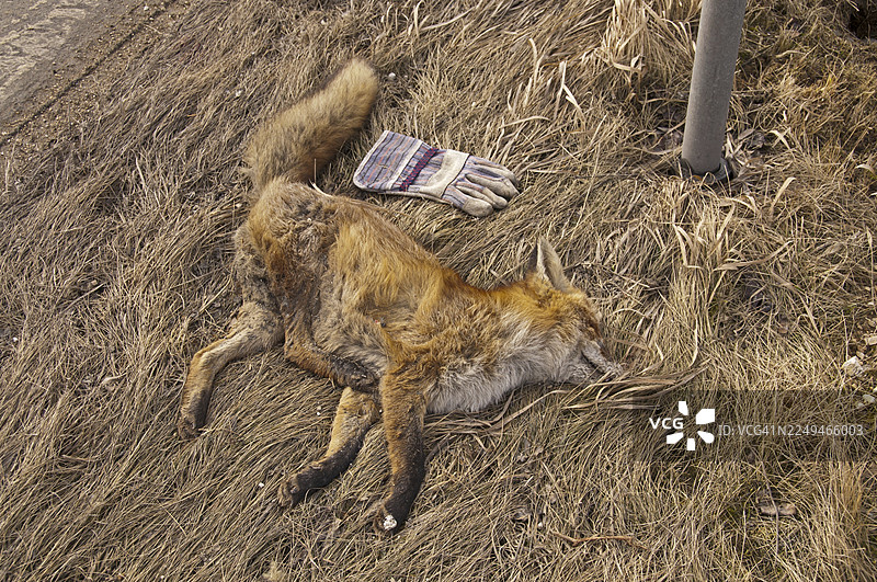 路边的死赤狐（Vulpes vulpes）图片素材