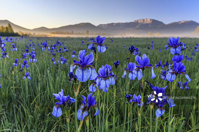 花田，鸢尾花，晨光，薄雾，山脉，夏季，洛伊萨赫科赫尔沼泽，本尼迪克特旺德山，巴伐利亚阿尔卑斯山麓，巴伐利亚，德国图片素材