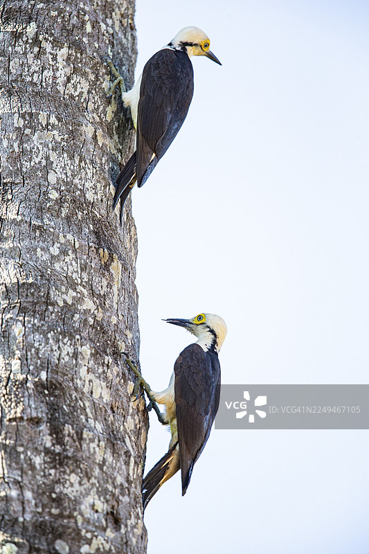 白啄木鸟 (Melanerpes candidus) 巴西潘塔纳尔图片素材