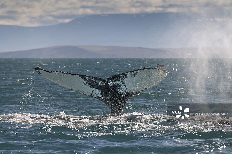 鲸鱼尾巴从水中升起，背景是山脉，周围有光线反射和飞溅的水花，正在潜水的座头鲸（Megaptera novaeangliae），位于冰岛的埃亚峡湾。图片素材