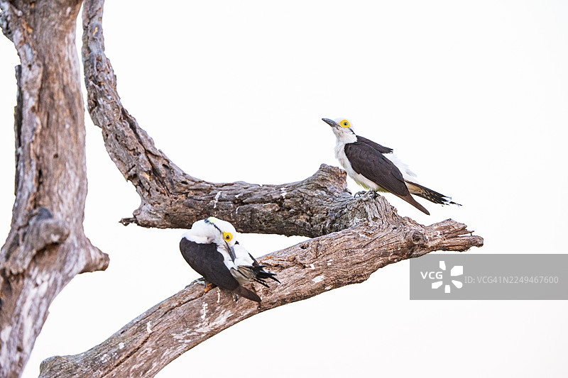 白啄木鸟 (Melanerpes candidus) 巴西潘塔纳尔图片素材