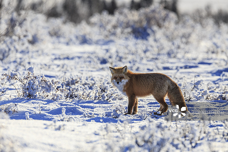 红狐（Vulpes vulpes），狐狸，站立在雪地里，冬季，寒冷，逆光，登普斯特公路，育空，加拿大图片素材