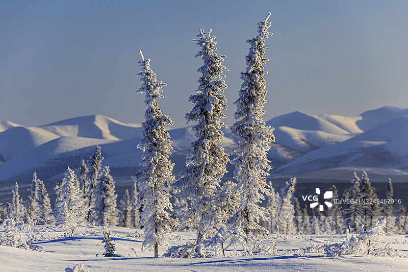 覆盖着雪的针叶树，雪，寒冷，山景，冬季，晨景，登普斯特公路，育空，加拿大图片素材
