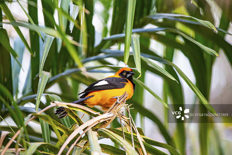 橙色金 theiler (Icterus icterus) 巴西潘塔纳尔图片素材