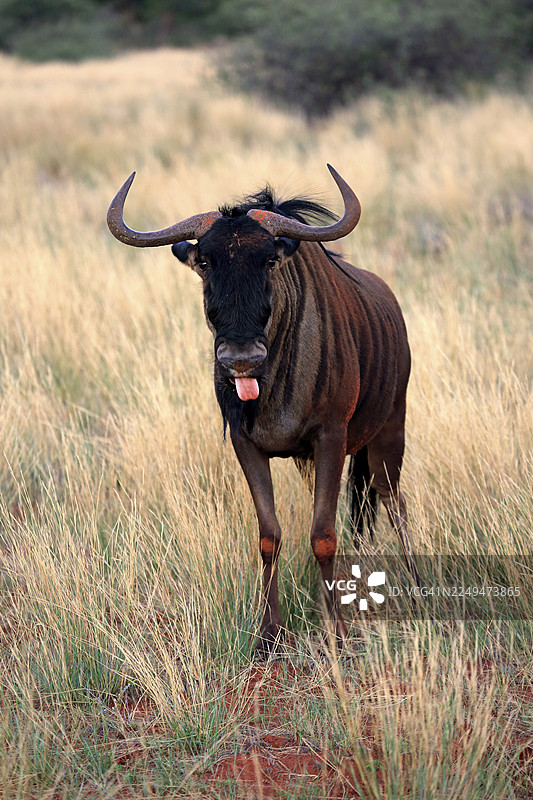 蓝角马(Connochaetes taurinus),成年,正在啃食,茨瓦鲁野生动物保护区,喀拉哈里,北部开普省,南非图片素材