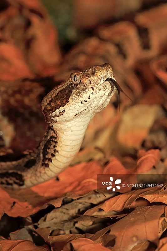 森林响尾蛇 (Crotalus horridus),产仔,美国,北美图片素材