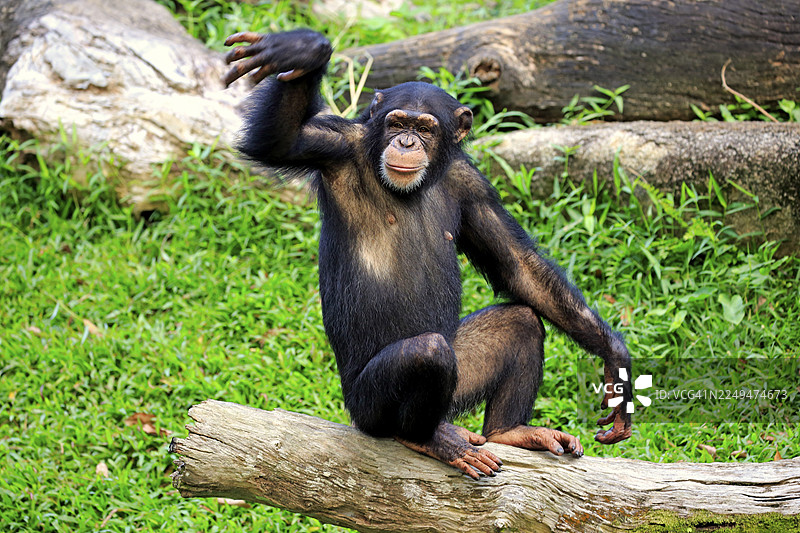 黑猩猩 (Pan troglodytes troglodytes),亚成年,半成熟,具有威严的行为图片素材