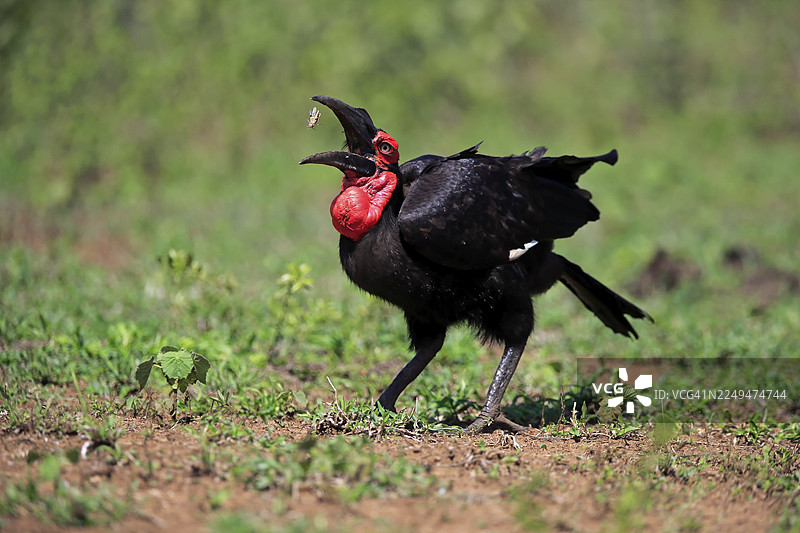 红脸犀鸟，南方地犀鸟，卡菲尔犀鸟 (Bucorvus leadbeateri)，成年个体觅食，在夸祖鲁-纳塔尔省的希斯鲁韦-乌姆福洛齐国家公园觅食，南非图片素材