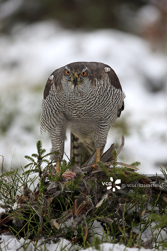 红隼(Accipiter gentilis),成年鸟,冬季,在雪中,捕食猎物,捷克共和国,波西米亚-摩拉维亚高地,兹德拉什克·弗尔赫图片素材