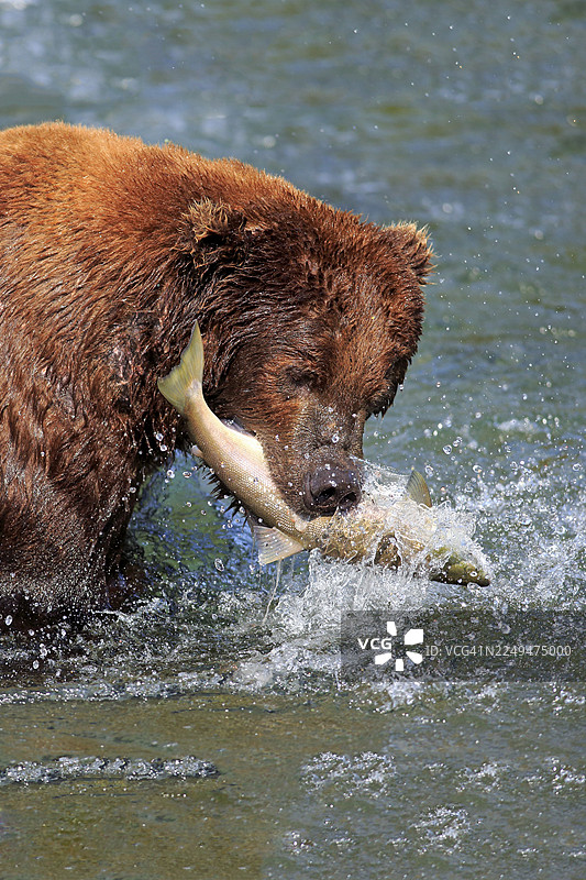 灰熊(Ursus arctos horribilis),成年,在水中,夏季,有鲑鱼,有猎物,进食,肖像,布鲁克斯河,卡特迈国家公园,阿拉斯加,美国,北美图片素材