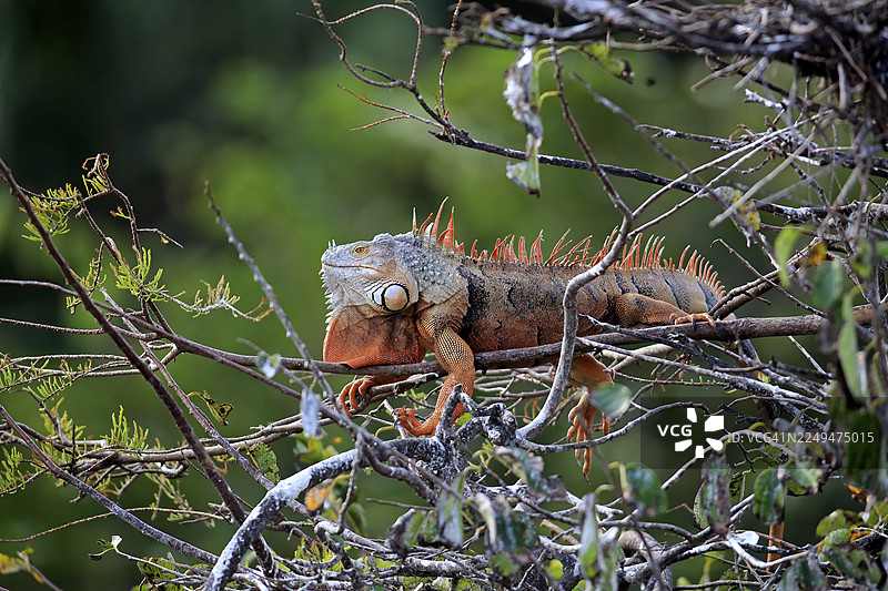 绿色鬣蜥（Iguana iguana），红色形态，在树上，沃科达哈奇湿地，德尔雷海滩，佛罗里达州，美国图片素材