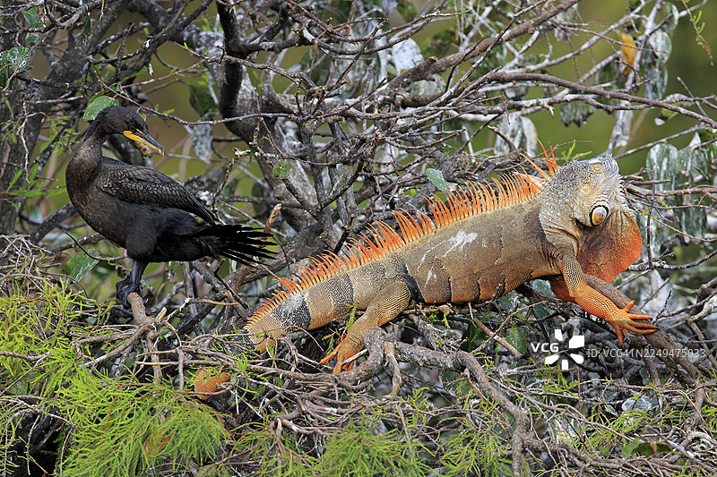 绿色鬣蜥（Iguana iguana）红色形态，黑水鸡（Phalacrocorax brasilianus），在树上，瓦科达哈奇湿地，德尔雷海滩，佛罗里达州，美国图片素材