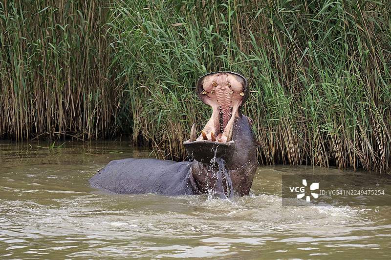 河马（Hippopotamus amphibius）成年个体，在水中，做出威胁性张嘴动作，位于南非夸祖鲁-纳塔尔省伊希曼加利索湿地公园的圣卢西亚河口。图片素材