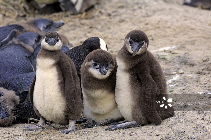 非洲企鹅（Spheniscus demersus），幼鸟，群体，保尔德斯海滩，西蒙斯敦，西开普省，南非图片素材