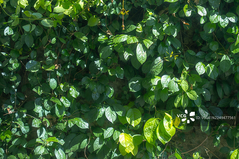 全画幅纹理，绿叶，逼真的无缝背景图片素材