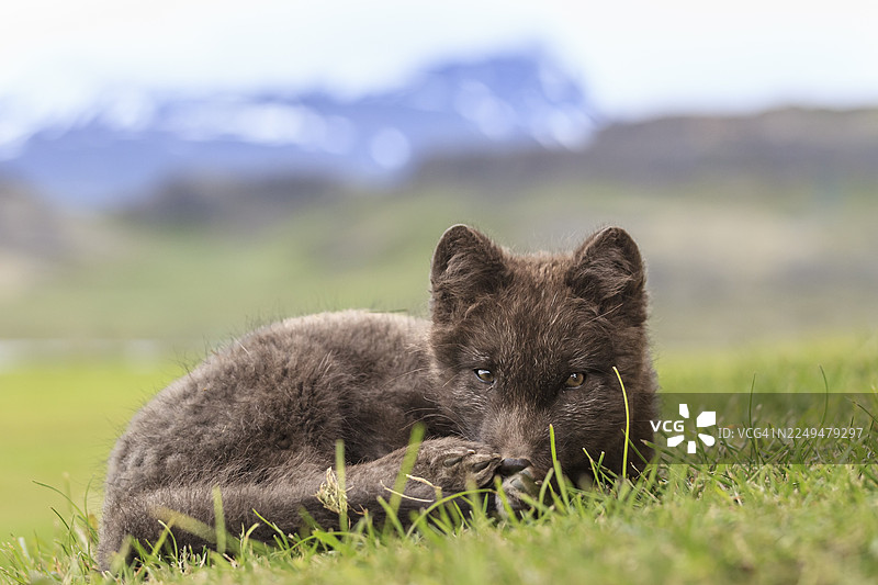 一只黑色的北极狐(Vulpes lagopus)趴在草地上,面前是卑尔根,表情警觉,地点为冰岛东峡湾。图片素材
