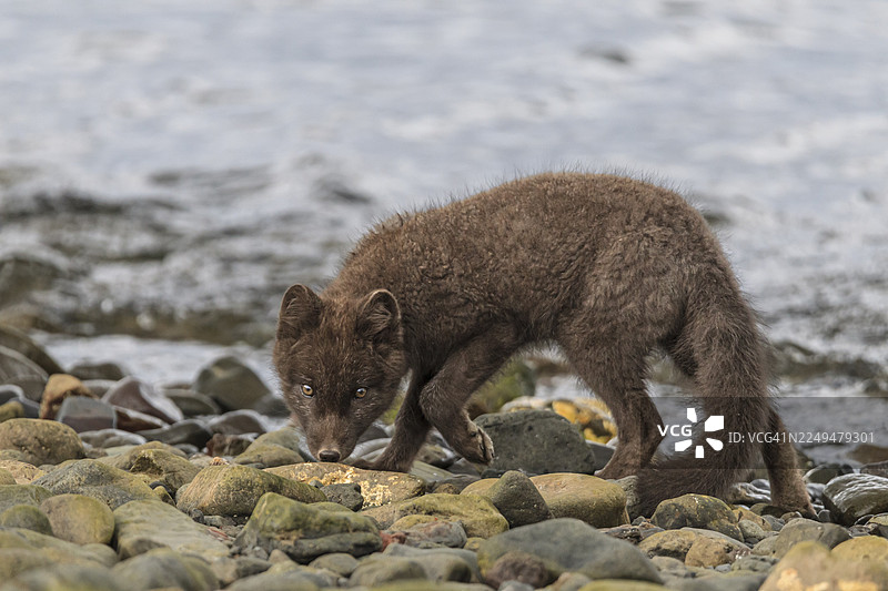 一只黑色的北极狐(Vulpes lagopus)在海边石头上行走,表情好奇,位于冰岛东部峡湾。图片素材