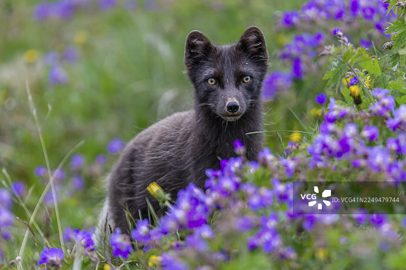 深色北极狐(Vulpes lagopus),又称冰狐,站立在鲜花盛开的草地上,正面拍摄,夏季,霍恩斯特兰迪尔,西峡湾,冰岛图片素材
