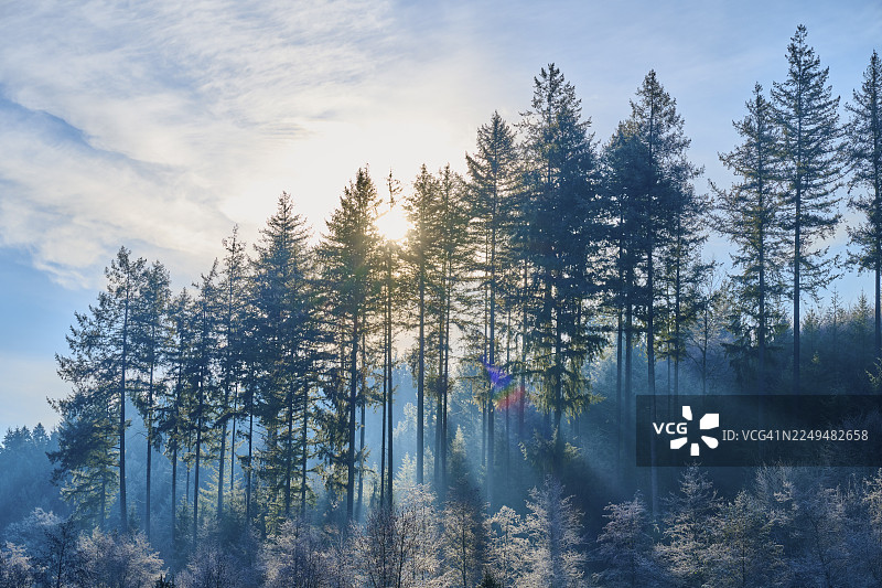 天空中的太阳透过高大的树木，将冬日的景色沐浴在柔和的光线和凉爽的色彩中，奥恩巴赫谷，魏尔巴赫，奥登瓦尔德，巴伐利亚，德国图片素材