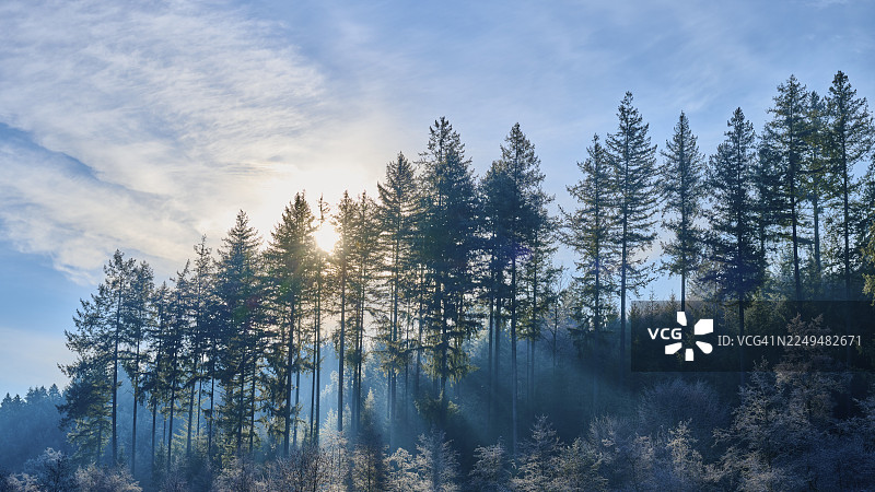 阳光穿透高大的针叶树，天空晴朗，营造出宁静的森林氛围，位于德国巴伐利亚州奥登瓦尔德地区韦尔巴赫的奥恩巴赫塔尔。图片素材