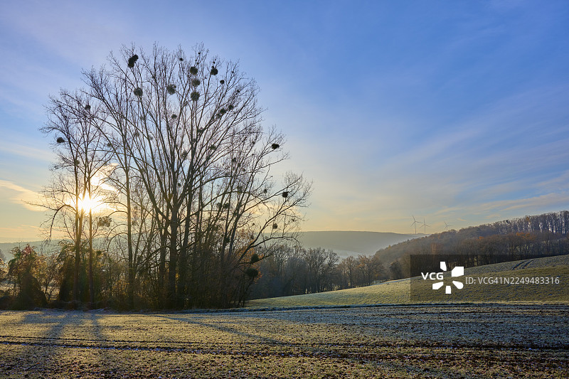 德国黑森州奥登瓦尔德地区吕策尔巴赫塞克劳恩，林间阳光穿透薄雾的清晨图片素材