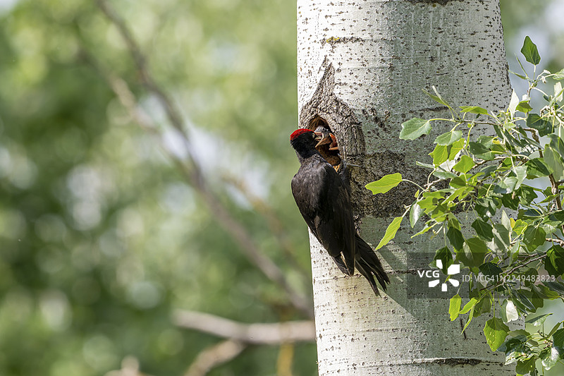 黑啄木鸟（Dryocopus martius）雄鸟在巢穴前喂食雏鸟图片素材