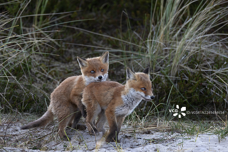 在傍晚时分，红狐幼崽（Vulpes vulpes）的活动会再次增加，包括玩耍、打斗，在它们位于丹麦的狐狸洞附近，可以看到年幼的狐狸。图片素材
