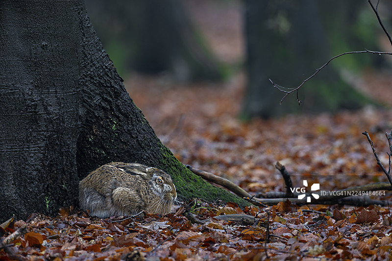 一只棕色野兔（Lepus europaeus）坐在一棵欧洲山毛榉的树干上，德国图片素材