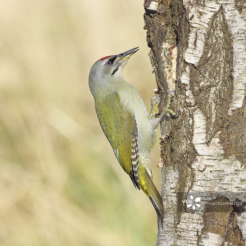 灰啄木鸟(Picus canus),雄鸟栖息在灰桦树(Betula populifolia)的树干上,野生动物,啄木鸟,鸟类,自然摄影,德国北莱茵-威斯特法伦州锡尔恩斯多夫图片素材