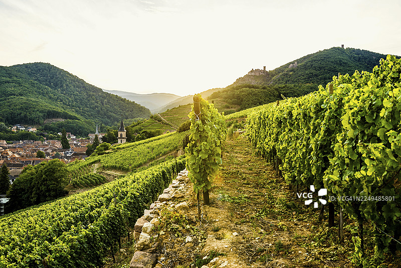 夕阳下的葡萄园村庄，法国阿尔萨斯上莱茵省里博维莱图片素材
