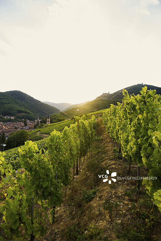 日落时分葡萄园中的村庄，法国阿尔萨斯上莱茵省里博维莱图片素材