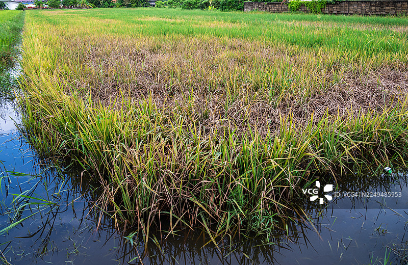 稻叶因过度施肥而变黄。氮肥也可能因化学灼伤导致草坪变黄，并最终杀死草坪。图片素材