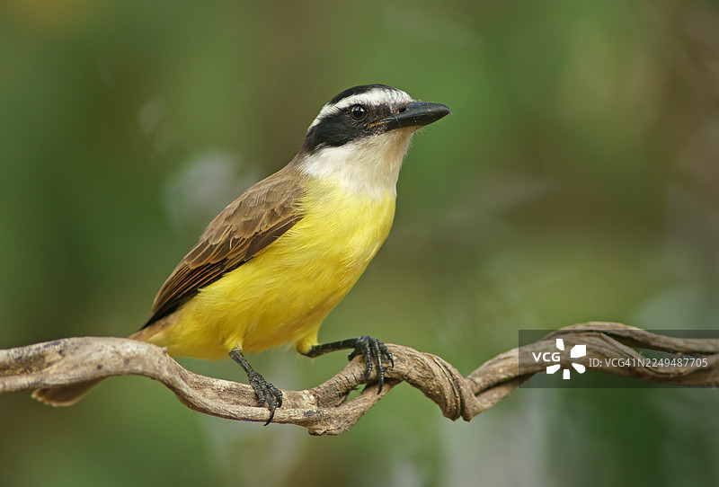 硫磺マスクタイラント（Pitangus sulphuratus），潘塔纳尔，巴西，南美洲图片素材