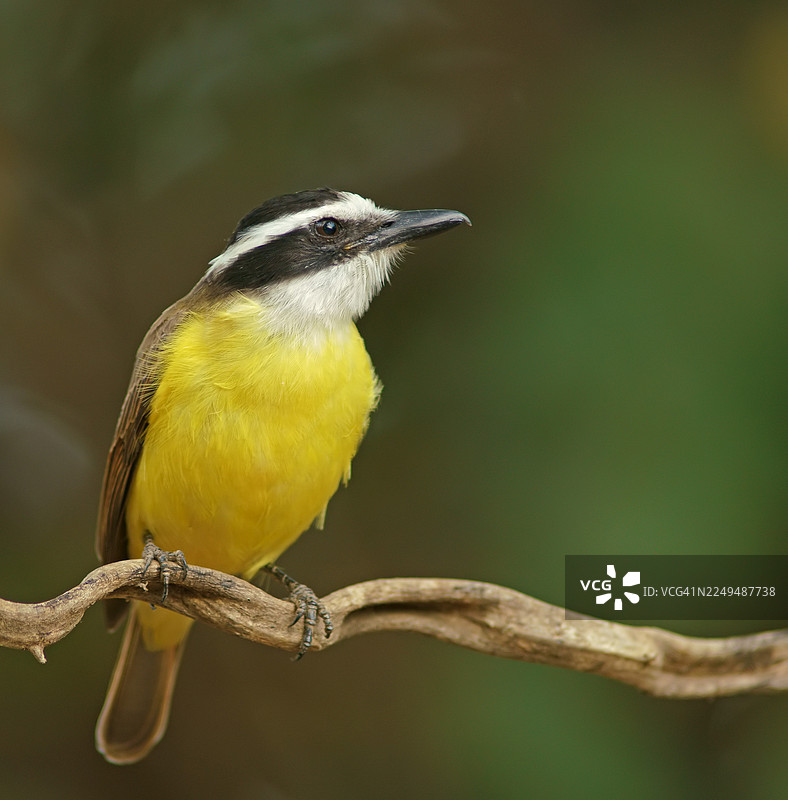硫磺マスクタイラント (Pitangus sulphuratus)，巴西潘塔纳尔，南美洲图片素材