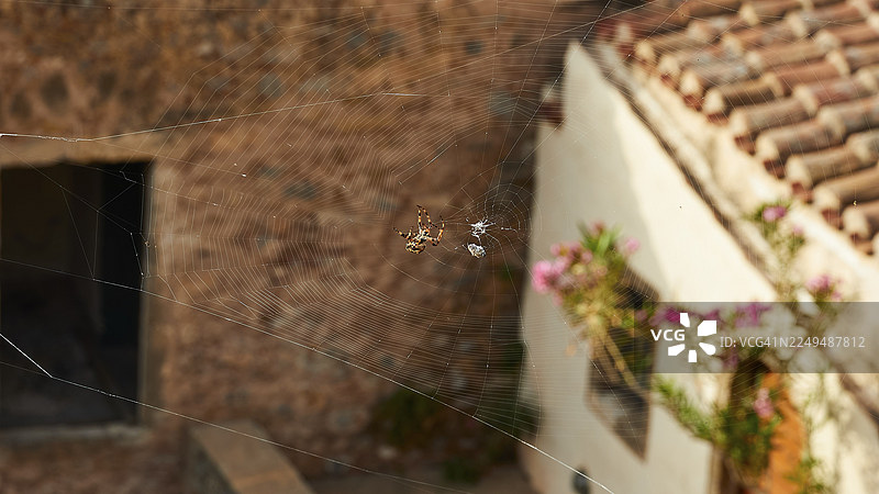 挂着蜘蛛的蜘蛛网，背景是红砖和鲜花的乡村房屋，莫奈姆瓦夏，马尔瓦西亚，拜占庭小镇，岩石岛，堡垒，拉科尼亚，伯罗奔尼撒，半岛，希腊图片素材