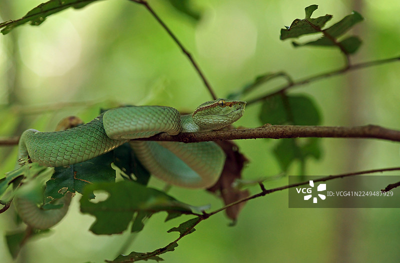 婆罗洲凯尔绿瘦蛇 (Tropidolaemus subannulatus)，印度尼西亚图片素材