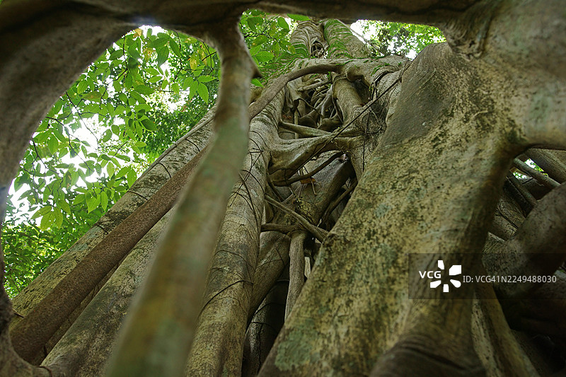 绞杀榕 (Ficus)，无花果，印度尼西亚图片素材