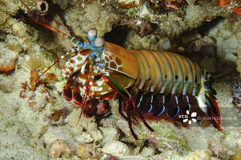 水下照片，特写镜头，色彩鲜艳的锦绣龙虾（Odontodactylus scyllarus），小丑虾，孔雀虾，丑角虾，彩绘虾，彩虹虾图片素材