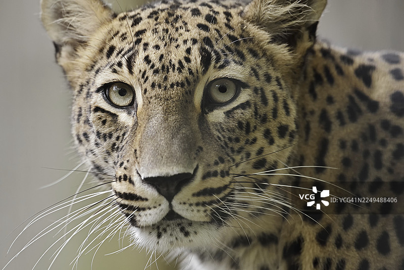 亚洲波斯豹（豹属，亚种saxicolor），圈养肖像图片素材