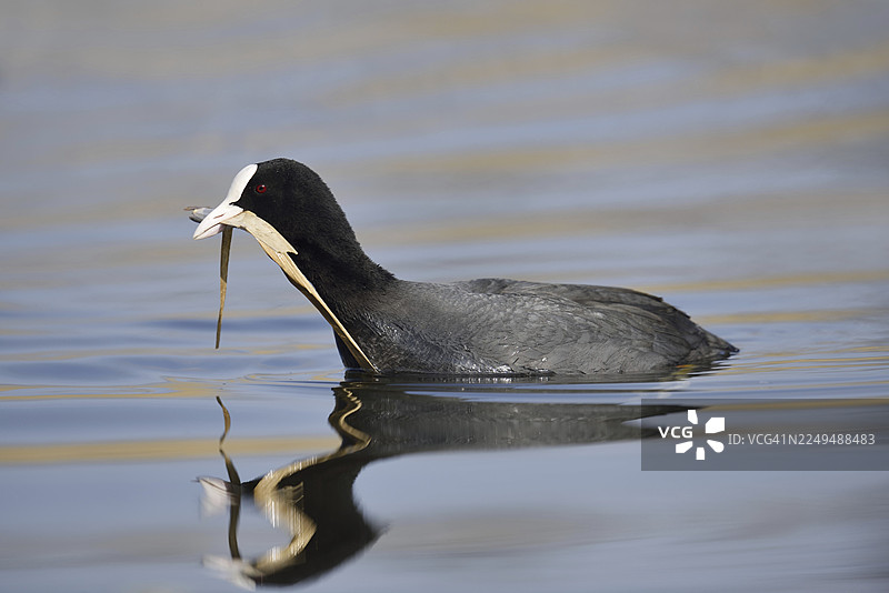 红冠水鸡（Fulica atra）用喙叼着筑巢材料在北莱茵-威斯特法伦州，德国游泳图片素材