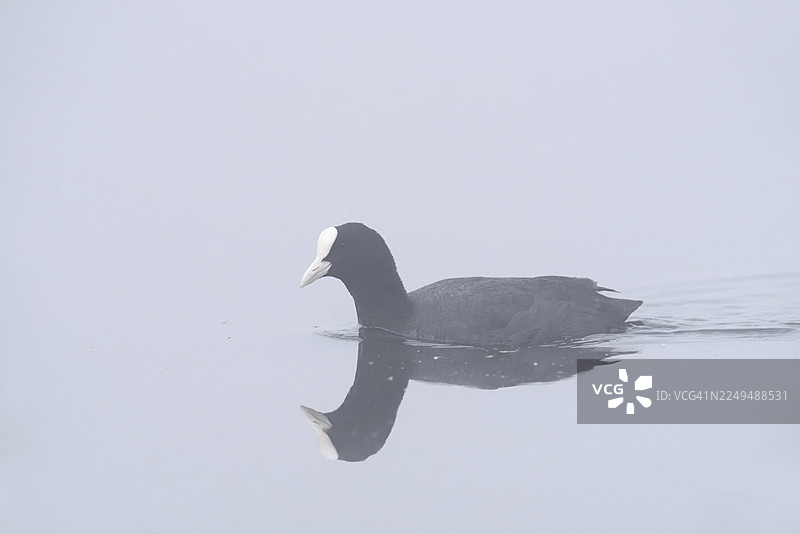 欧亚鸊鷉（Fulica atra）在晨雾中游泳，德国北莱茵-威斯特法伦州图片素材