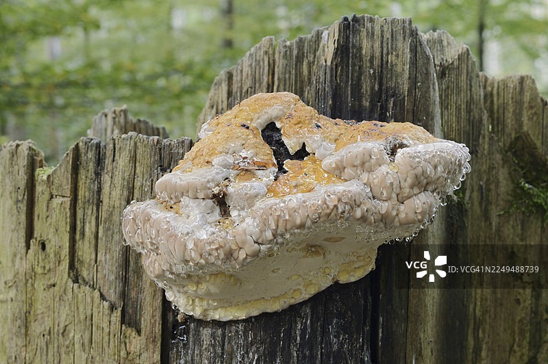 红纹革耳或云杉马齿苋（Fomitopsis pinicola），滴液，巴伐利亚森林国家公园，巴伐利亚，德国图片素材