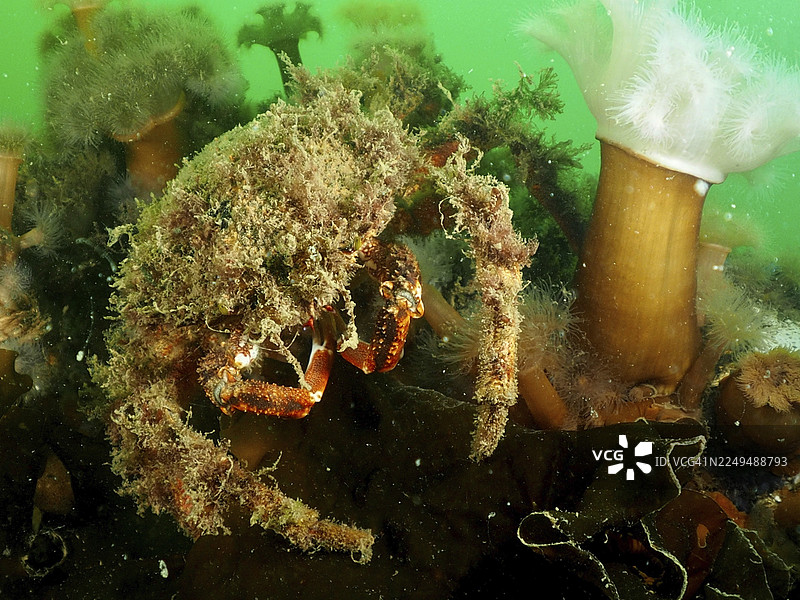 伪装成海藻的蜘蛛蟹（Maja squinado）在绿色的水中与海葵共存。潜水点：爱尔兰戈尔韦郡林维尔，爱尔兰海，北大西洋，爱尔兰图片素材