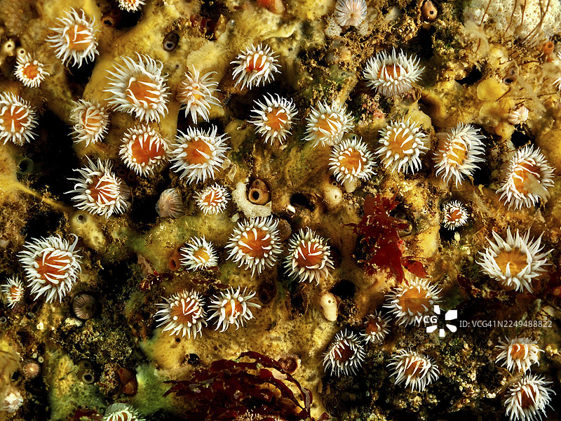 爱尔兰海、北大西洋、凯里郡卡斯特尔格雷戈里马哈里斯群岛潜水点，海中各种色彩斑斓的镜海葵（Actinothoe sphyrodeta）。图片素材