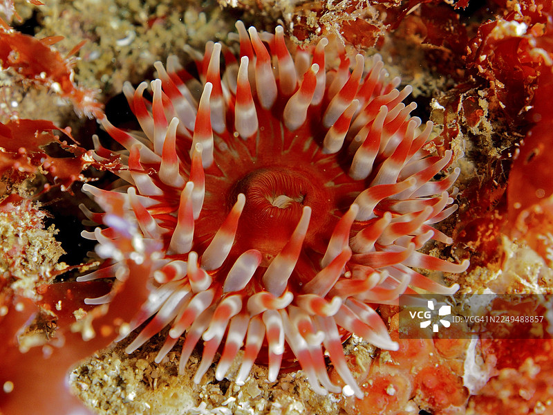 红海葵，大丽花海葵（Urticina felina），触手在海床上伸展。潜水点：马哈里斯群岛，卡斯尔格雷戈里，凯里郡，爱尔兰海，北大西洋，爱尔兰图片素材